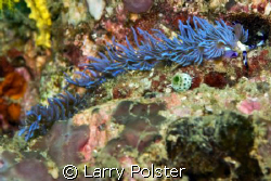 Pteraeolidia ianthina, D300, ISO 200, 1/125, f14 by Larry Polster 